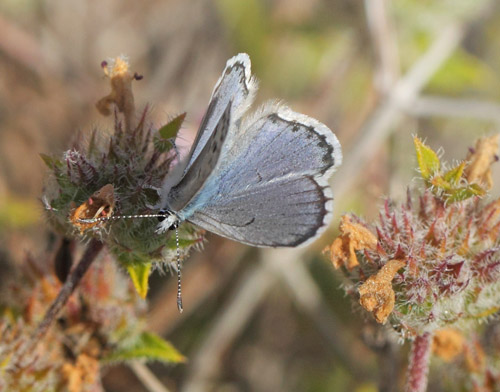 stlig Timianblfugl, Pseudophilotes vicrama han. Vritomartis, Kreta, Grkenland d. 31 maj 2022. Fotograf; Lars Andersen