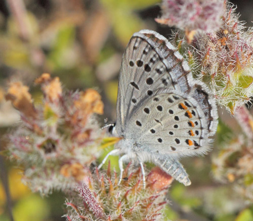 stlig Timianblfugl, Pseudophilotes vicrama han. Vritomartis, Kreta, Grkenland d. 31 maj 2022. Fotograf; Lars Andersen