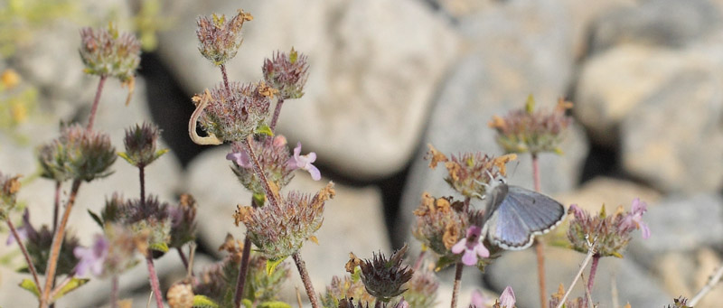 stlig Timianblfugl, Pseudophilotes vicrama han og Kyst-Dvrgmler, Eupithecia Subumbrata larve. Vritomartis, Kreta, Grkenland d. 31 maj 2022. Fotograf; Lars Andersen