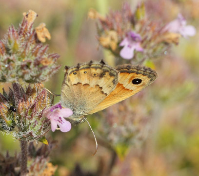 Kreta Okkergul Randje, Coenonympha thyrsis. Hora Sfakion, Kreta sydkyst d, 31 maj 2022. Fotograf; Lars Andersen