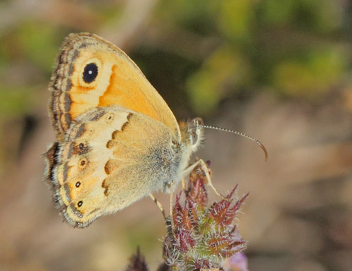 Kreta Okkergul Randje, Coenonympha thyrsis. Hora Sfakion, Kreta sydkyst d, 31 maj 2022. Fotograf; Lars Andersen