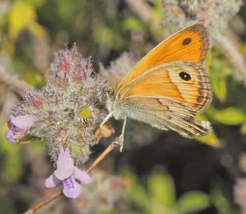 Kreta Okkergul Randje, Coenonympha thyrsis. Hora Sfakion, Kreta sydkyst d, 31 maj 2022. Fotograf; Lars Andersen