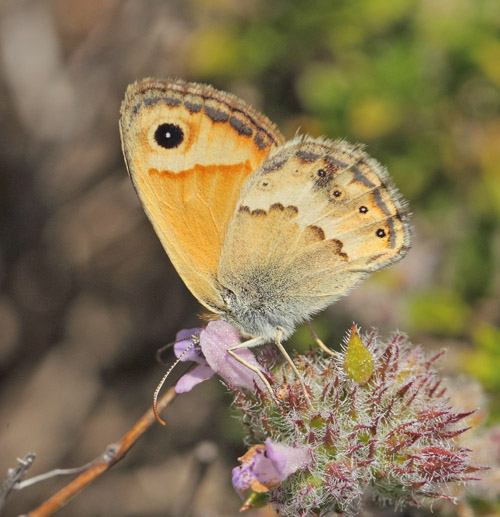 Kreta Okkergul Randje, Coenonympha thyrsis. Hora Sfakion, Kreta sydkyst d, 31 maj 2022. Fotograf; Lars Andersen