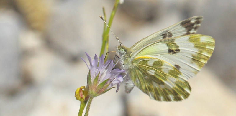 Grnbroget Hvidvinge, Pontia edusa. Krapi plateau, Kreta, Grkenland d. 31 maj 2022. Fotograf; Lars Andersen