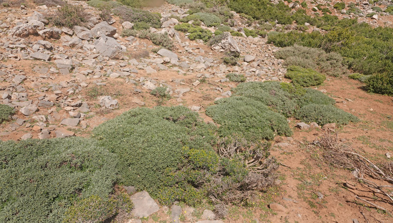 Astragalus angustifolius. Vejen til Grsk-ortodoks kirke (1431m), Rimondi, Psiloritis, prov. Mylopotamos, Kreta, Grkenland d. 29 maj 2022. Fotografer; Lars Andersen