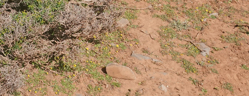 Astragalus angustifolius. Vejen til Grsk-ortodoks kirke (1431m), Rimondi, Psiloritis, prov. Mylopotamos, Kreta, Grkenland d. 29 maj 2022. Fotografer; Lars Andersen