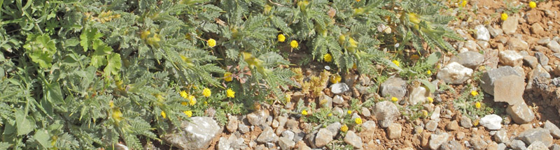 Astragalus angustifolius. Vejen til Grsk-ortodoks kirke (1431m), Rimondi, Psiloritis, prov. Mylopotamos, Kreta, Grkenland d. 29 maj 2022. Fotografer; Lars Andersen