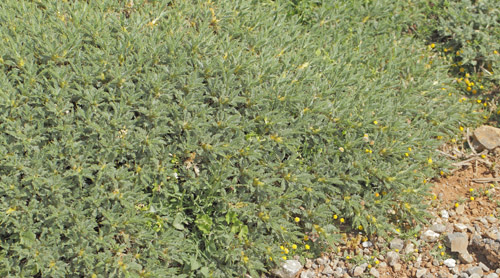 Astragalus angustifolius. Vejen til Grsk-ortodoks kirke (1431m), Rimondi, Psiloritis, prov. Mylopotamos, Kreta, Grkenland d. 29 maj 2022. Fotografer; Lars Andersen