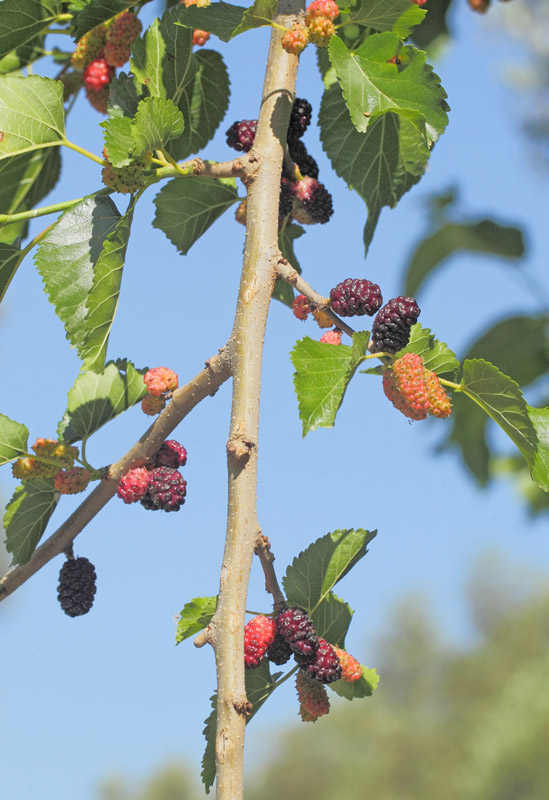 Sort Morbr, Morus nigra. Fournes, Kreta, Grkeland d. 1 juni 2022.Fotograf: Lars Andersen