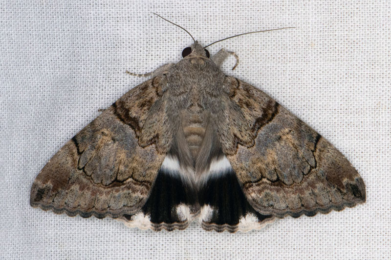 Banded Achaea, Achaea catella.(Guene, 1852). Maspalomas, Gran Canaria, Kanariske er, Spanien d. 13 november 2022. Fotograf; Hkan Johansson, Nina Fransson. En tropisk art fra Afrika, er muligvis shipassisted. Er ikke fundet fr p de Kanariske er.