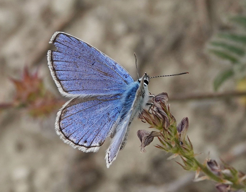 Spansk Safirblfugl, Kretania heapericus han.  Rivas-Vaciamadrid (575 m), Madrid, Spanien  ultimo maj 2022. Fotograf; Emil Bjerregrd