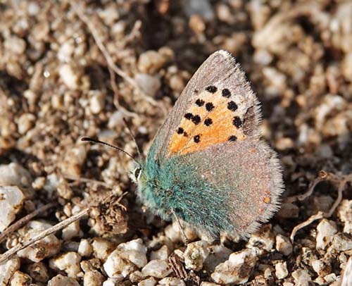 Andalusisk Danser, Tomares ballus. Corral d'en Sabat 300-500 m., Capellades, Catalunya, Spanien d. 11 april 2022. Fotograf; Emil Bjerregaard