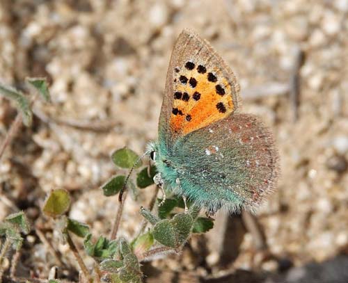 Andalusisk Danser, Tomares ballus. Corral d'en Sabat 300-500 m., Capellades, Catalunya, Spanien d. 11 april 2022. Fotograf; Emil Bjerregaard