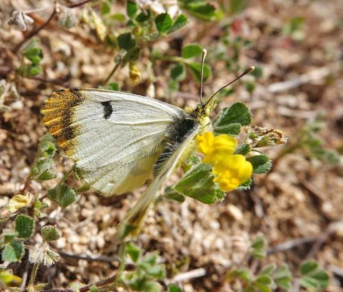 Gul Aurora, Anthocharis euphenoides hun. Corral d'en Sabat 300-500 m., Capellades, Catalunya, Spanien d. 11 april 2022. Fotograf; Emil Bjerregaard