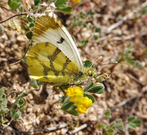 Gul Aurora, Anthocharis euphenoides hun. Corral d'en Sabat 300-500 m., Capellades, Catalunya, Spanien d. 11 april 2022. Fotograf; Emil Bjerregaard