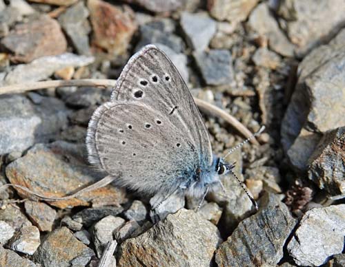 Sortjet Klverblfugl, Glaucopsyche melanops han. Corral d'en Sabat 300-500 m., Capellades, Catalunya, Spanien d. 11 april 2022. Fotograf; Emil Bjerregaard