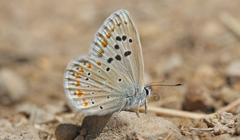 Spansk Blfugl, Polyommatus nivescens. Lokalitet nr Moratalla, Murcia, Spanien medio juni 2022. Fotograf; Kim Duus