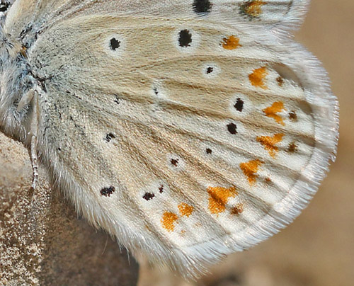 Spansk Blfugl, Polyommatus nivescens. Lokalitet nr Moratalla, Murcia, Spanien medio juni 2022. Fotograf; Kim Duus