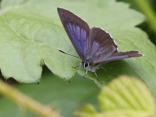 Askesommerfugl, Laeosopis roboris han. Picos de Europa, Spanien juni 2022. Fotograf; Yvonne Nielsen