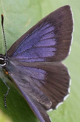 Askesommerfugl, Laeosopis roboris han. Picos de Europa, Spanien juni 2022. Fotograf; Yvonne Nielsen