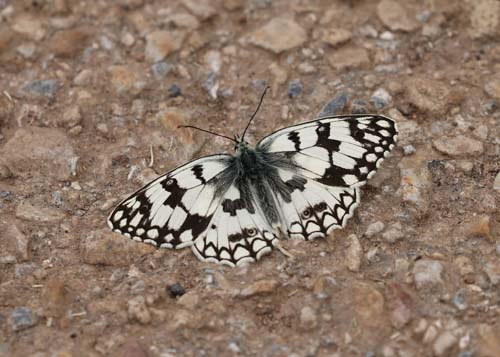 Bjerg-Skakbrtrandje, Melanargia russiae. Cremenes, Spanien juni 2022. Fotograf; Yvonne Nielsen