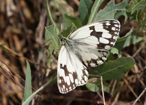 Iberisk Skakbrætrandøje, Melanargia lachesis. Las Tuerces, Spanien juni 2022. Fotograf; Yvonne Nielsen