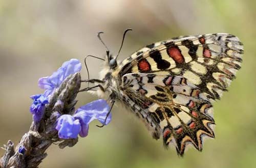 Vestlig Guirlandesommerfugl, Zerynthia rumina. Albuol, Andalusien, Spanien d. 19 marts 2022. Fotograf;  John Vergo