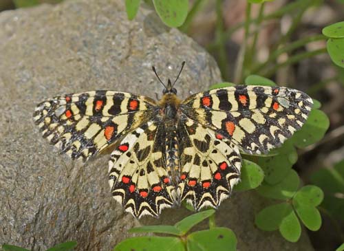 Vestlig Guirlandesommerfugl, Zerynthia rumina. Albuol, Andalusien, Spanien d. 19 marts 2022. Fotograf;  John Vergo