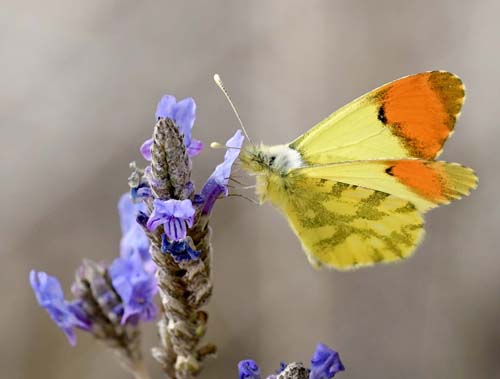 Gul Aurora, Anthocharis euphenoides han, Albuol, Andalusien, Spanien d. 19 marts 2022. Fotograf; John Vergo