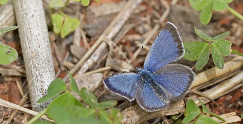 Sortjet Klverblfugl, Glaucopsyche melanops. Albuol, Andalusien, Spanien d. 20 marts 2022. Fotograf; John Vergo