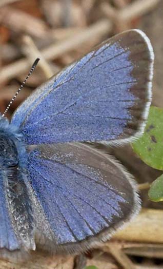 Sortjet Klverblfugl, Glaucopsyche melanops. Albuol, Andalusien, Spanien d. 20 marts 2022. Fotograf; John Vergo