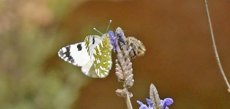 Vestlig Plethvidvinge, Euchloe crameri.  Albuol, Andalusien, Spanien d. 20 marts 2022. Fotograf; John Vergo