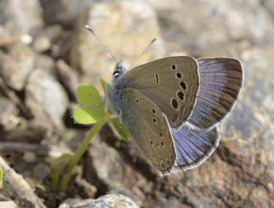 Sortjet Klverblfugl, Glaucopsyche melanops han. Albuol, Andalusien, Spanien d. 20 marts 2022. Fotograf; John Vergo