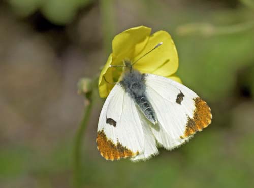 Gul Aurora, Anthocharis euphenoides hun, Albuol, Andalusien, Spanien d. 20 marts 2022. Fotograf; John Vergo