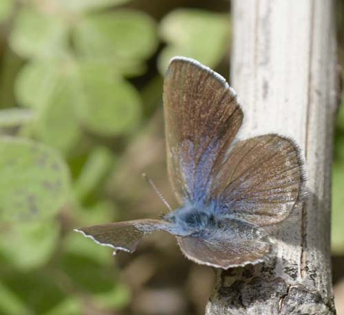 Sortjet Klverblfugl, Glaucopsyche melanops hun. Albuol, Andalusien, Spanien d. 20 marts 2022. Fotograf; John Vergo