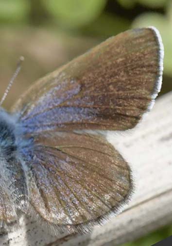 Sortjet Klverblfugl, Glaucopsyche melanops hun. Albuol, Andalusien, Spanien d. 20 marts 2022. Fotograf; John Vergo