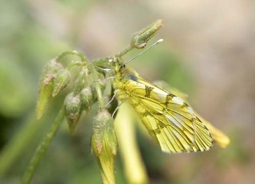 Gul Aurora, Anthocharis euphenoides han, Albuol, Andalusien, Spanien d. 20 marts 2022. Fotograf; John Vergo