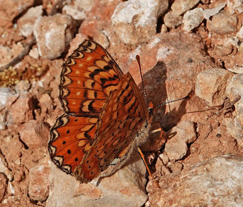 Iberisk Pletvinge, Euphydryas desfontainii. Loeches, Madrid, Spanien  ultimo maj 2022. Fotograf; Emil Bjerregrd