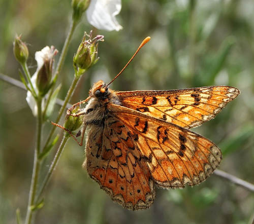 Iberisk Pletvinge, Euphydryas desfontainii. Loeches, Madrid, Spanien  ultimo maj 2022. Fotograf; Emil Bjerregrd