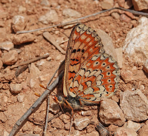 Iberisk Pletvinge, Euphydryas desfontainii. Loeches, Madrid, Spanien  ultimo maj 2022. Fotograf; Emil Bjerregrd