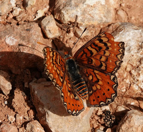 Iberisk Pletvinge, Euphydryas desfontainii. Loeches, Madrid, Spanien  ultimo maj 2022. Fotograf; Emil Bjerregrd