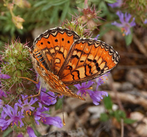 Iberisk Pletvinge, Euphydryas desfontainii. Loeches, Madrid, Spanien  ultimo maj 2022. Fotograf; Emil Bjerregrd