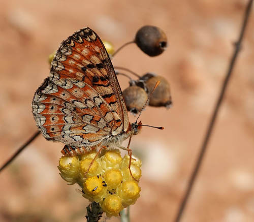 Iberisk Pletvinge, Euphydryas desfontainii. Loeches, Madrid, Spanien  ultimo maj 2022. Fotograf; Emil Bjerregrd