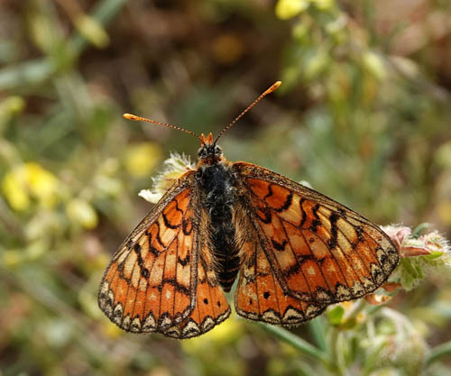 Iberisk Pletvinge, Euphydryas desfontainii. Loeches, Madrid, Spanien  ultimo maj 2022. Fotograf; Emil Bjerregrd