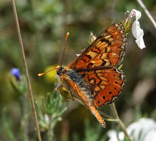 Iberisk Pletvinge, Euphydryas desfontainii. Loeches, Madrid, Spanien  ultimo maj 2022. Fotograf; Emil Bjerregrd