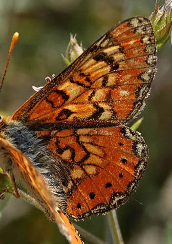 Iberisk Pletvinge, Euphydryas desfontainii. Loeches, Madrid, Spanien  ultimo maj 2022. Fotograf; Emil Bjerregrd