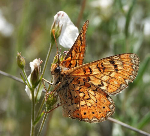 Iberisk Pletvinge, Euphydryas desfontainii. Loeches, Madrid, Spanien  ultimo maj 2022. Fotograf; Emil Bjerregrd