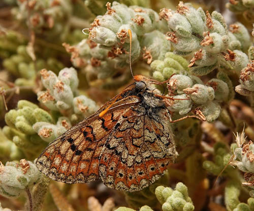 Iberisk Pletvinge, Euphydryas desfontainii. Loeches, Madrid, Spanien  ultimo maj 2022. Fotograf; Emil Bjerregrd