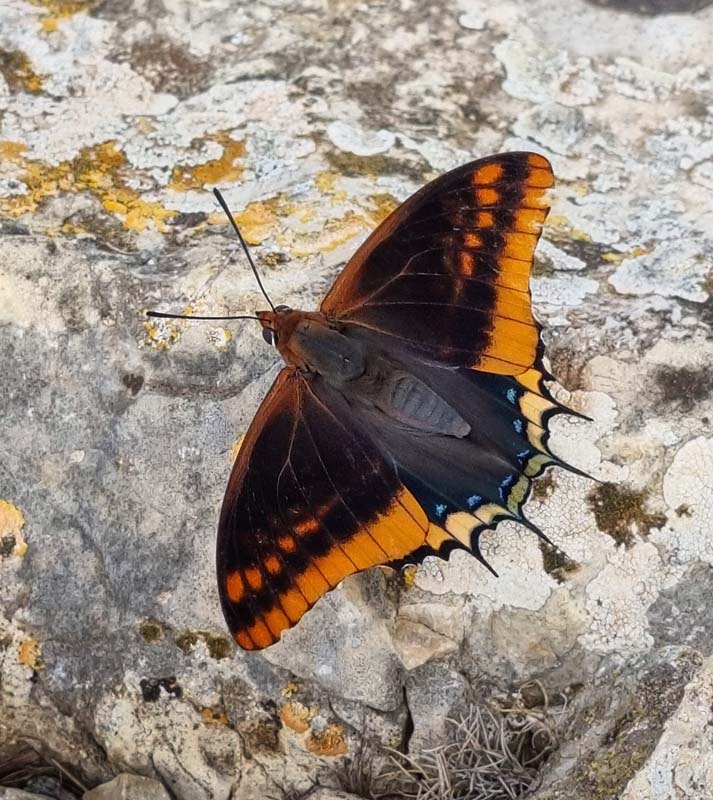 Pasha, Charaxes jasius. Parc Natural de la Pennsula de Llevant, Mallorca, Spanien primo oktober 2022. Fotograf; Oskar Zytnik