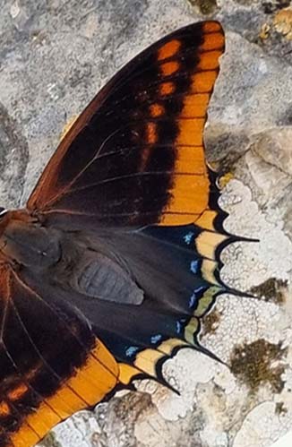 Pasha, Charaxes jasius. Parc Natural de la Pennsula de Llevant, Mallorca, Spanien primo oktober 2022. Fotograf; Oskar Zytnik